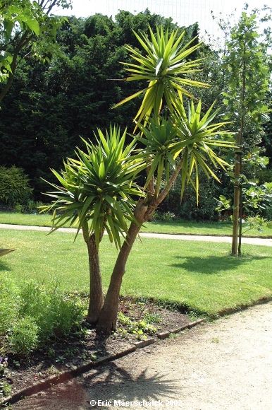 Jardin Botanique