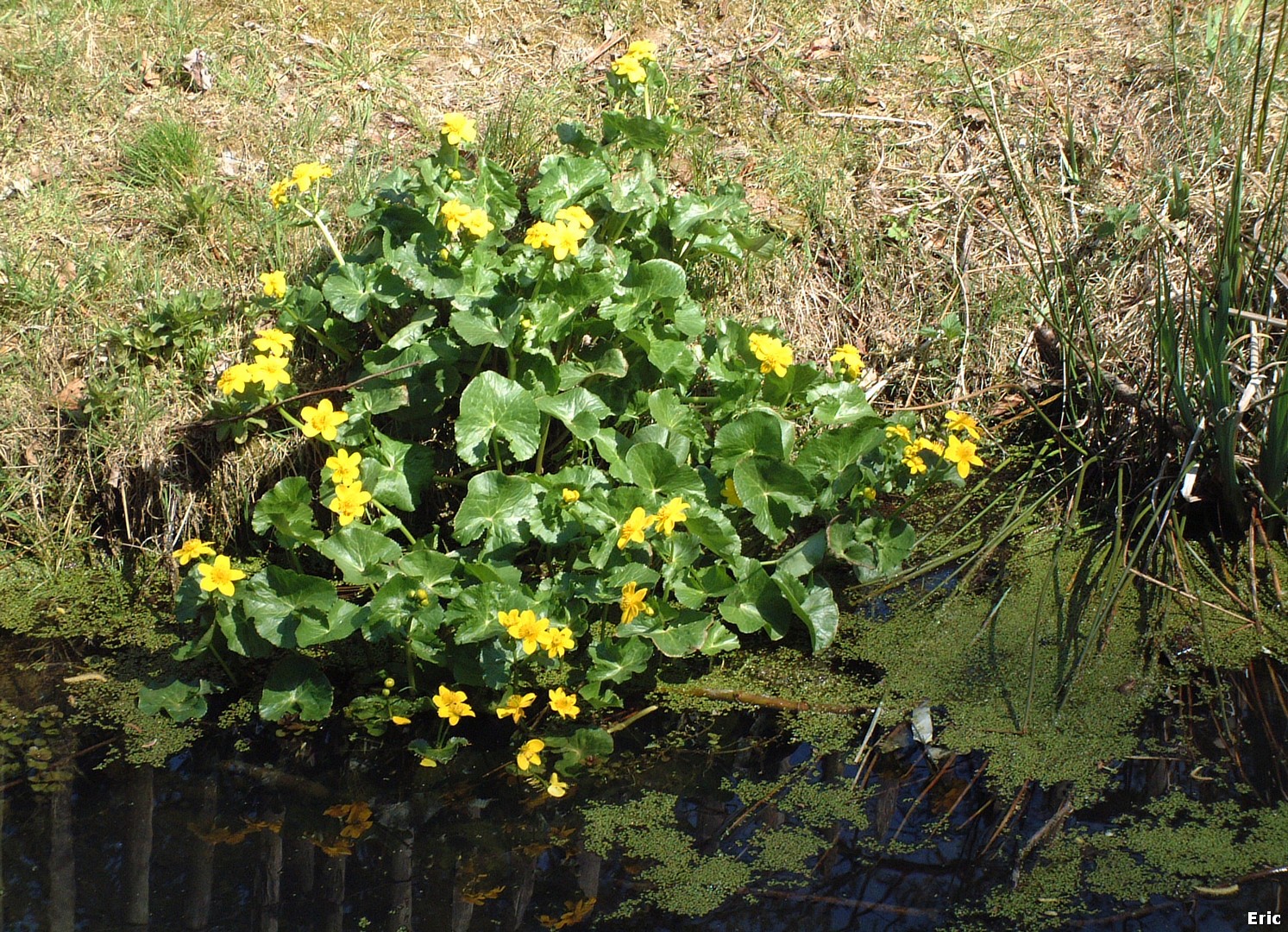 Parc de la Hronnire