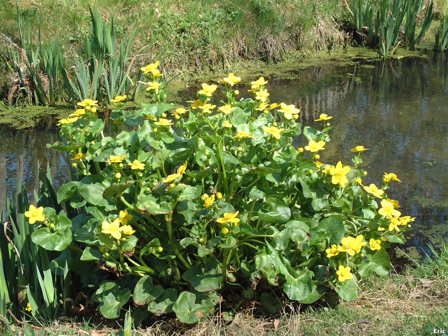 Parc de la Héronnière