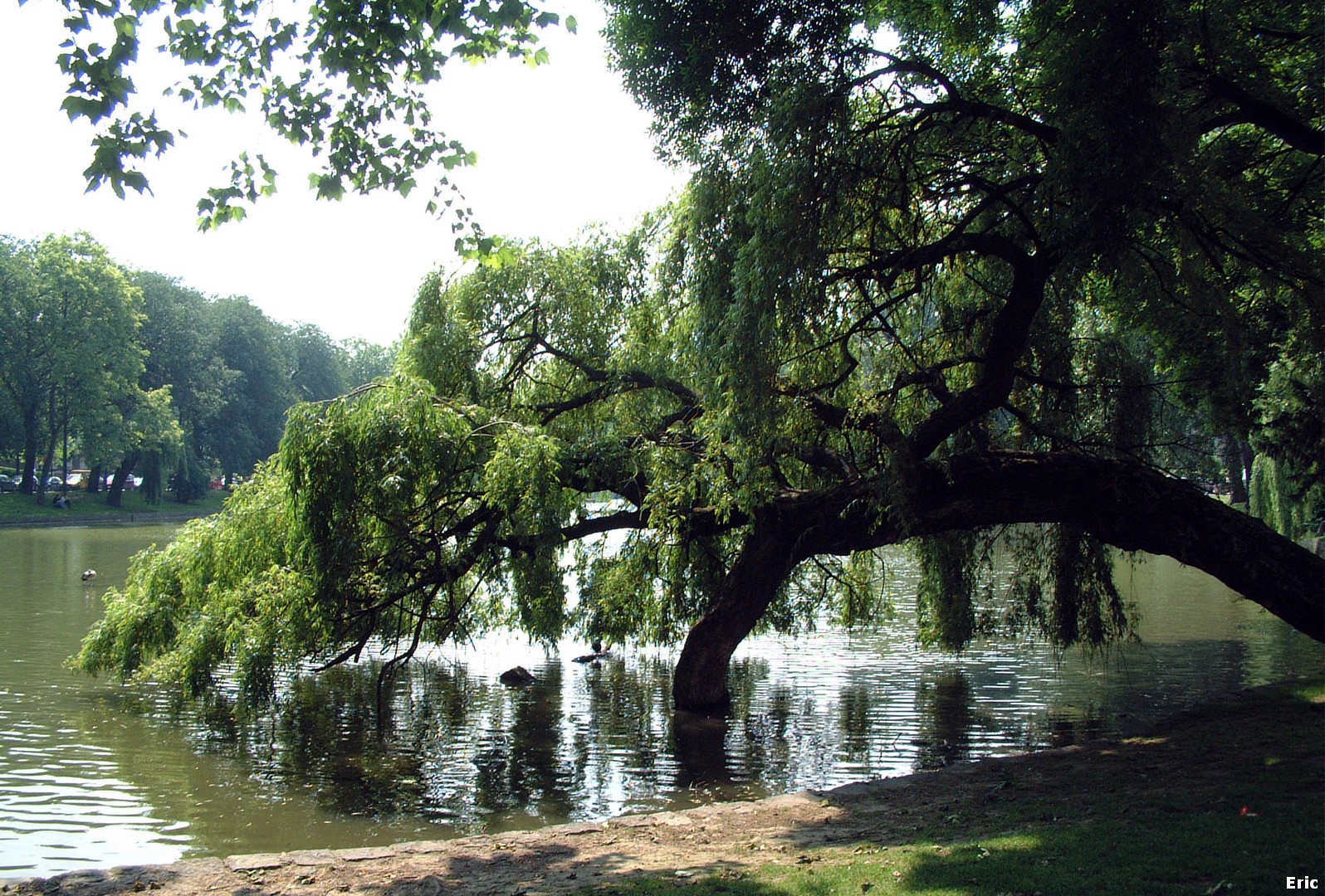 Etangs d' Ixelles