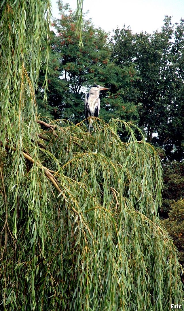 Etangs Mellaerts