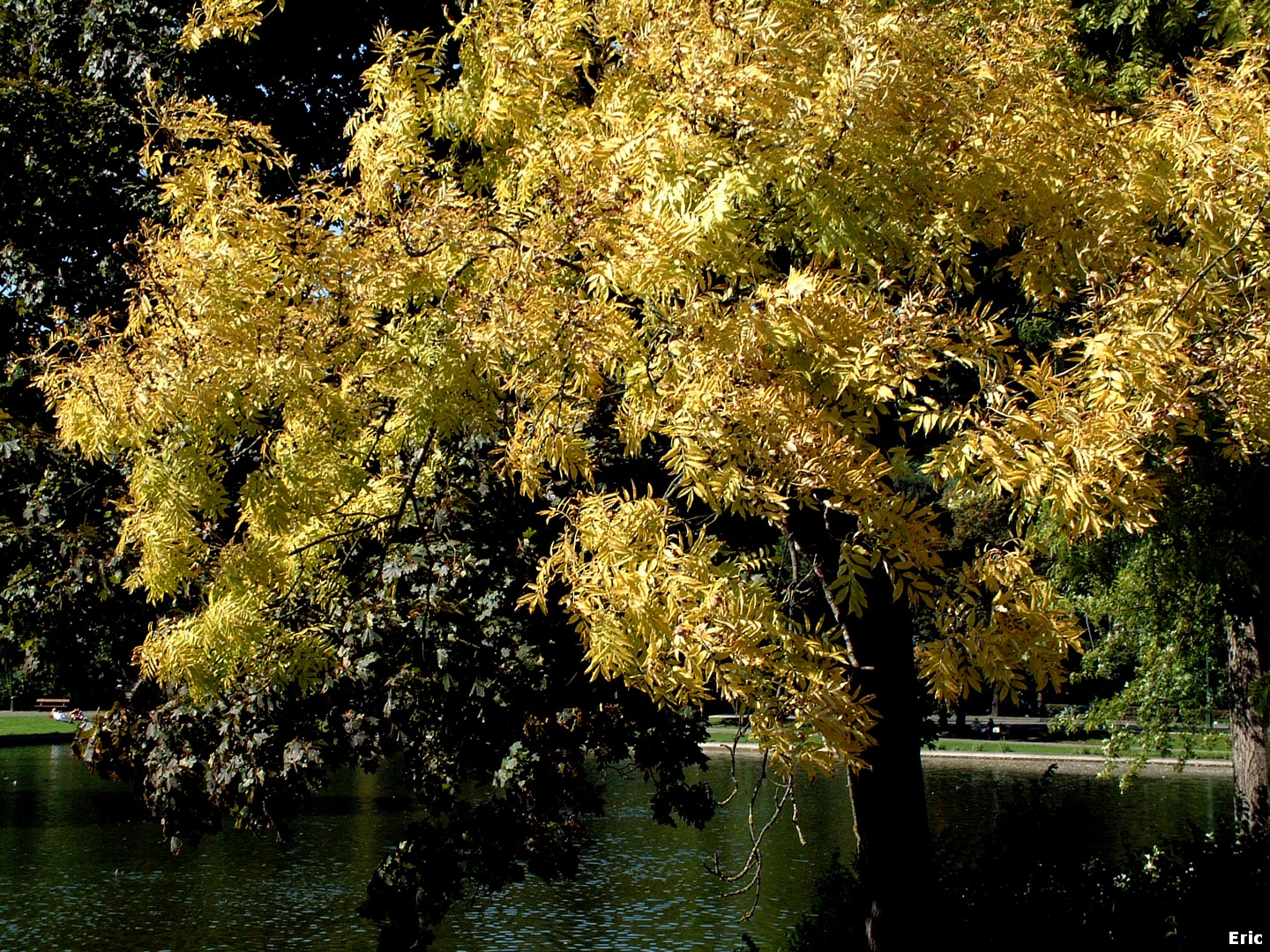 Etangs Mellaerts