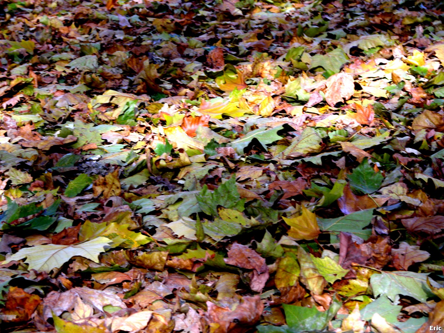 Parc de Bruxelles