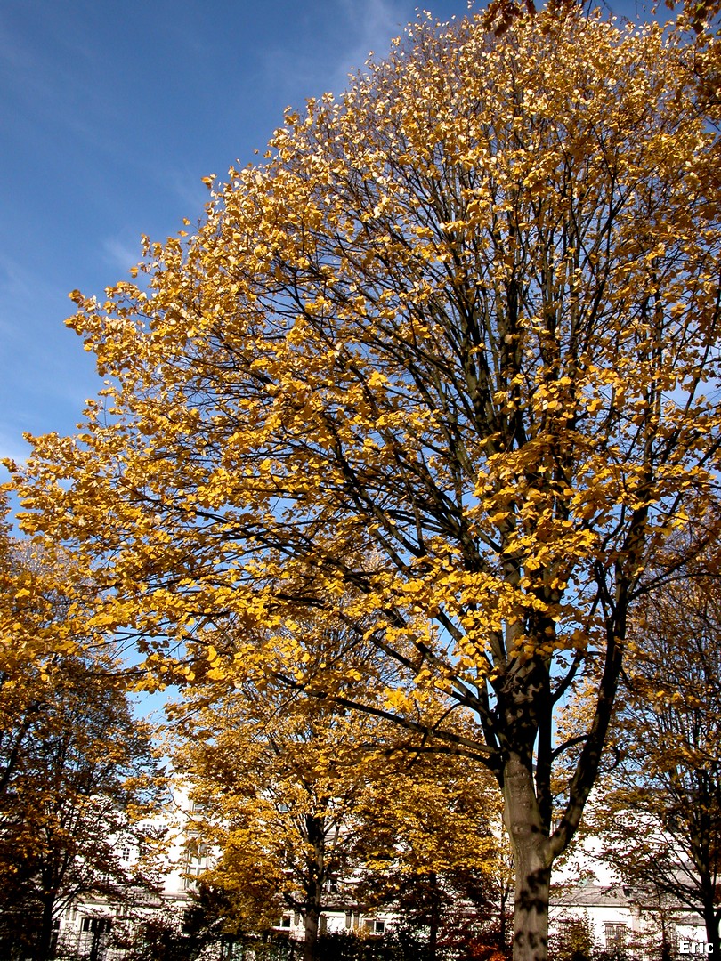 Parc de Bruxelles