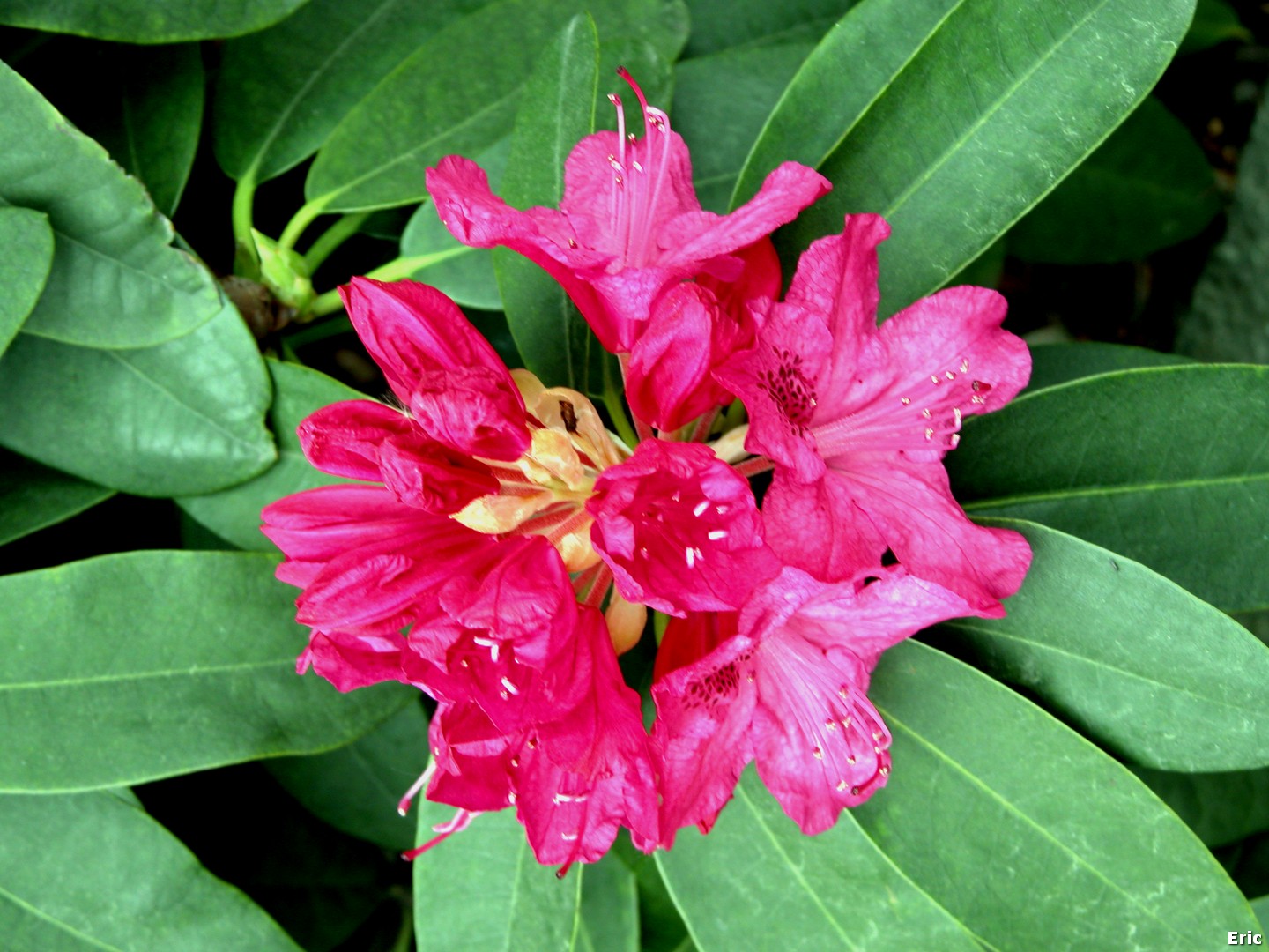 Ch�teau Royal de Laeken