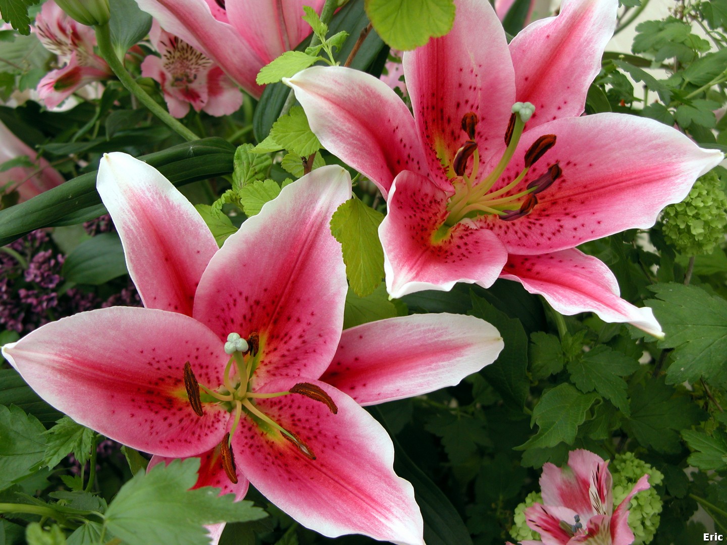 Serres Royales de Laeken